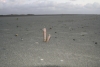 Razor clams popping up at low tide